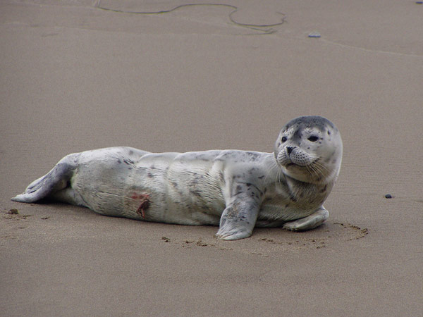 Newborn Harbor Seal Pup
