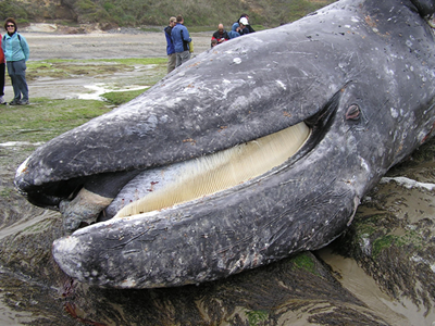 Stranded adult gray whale
