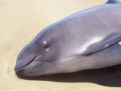 Stranded harbor porpoise calf