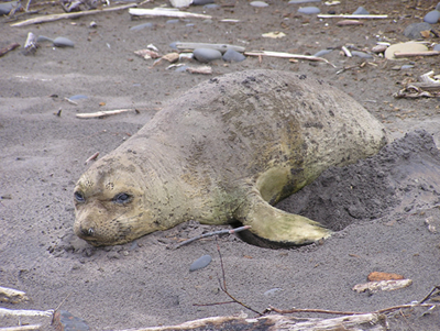 Molting juvenile elephant seal