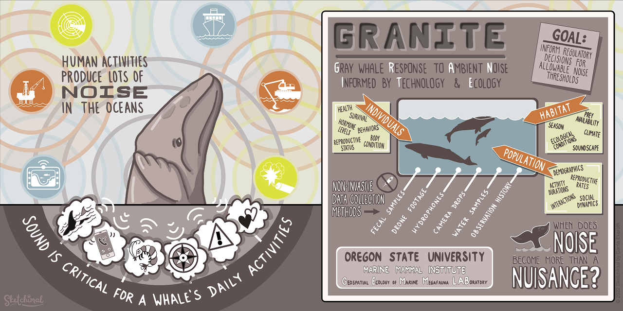GRANITE: Gray whale Response to Ambient Noise Informed by Technology and Ecology | Marine Mammal Institute | Oregon State University