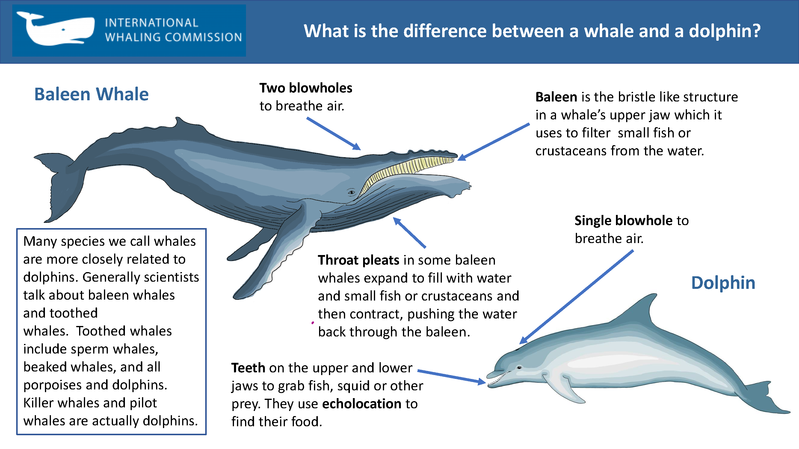 Whale vs dolphins IWC infographic