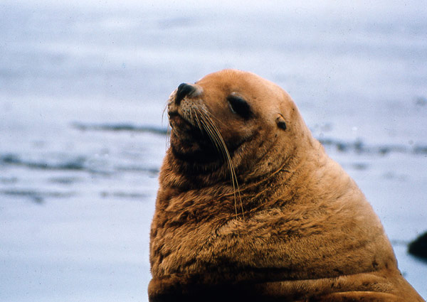 Steller Sea Lion Close Up