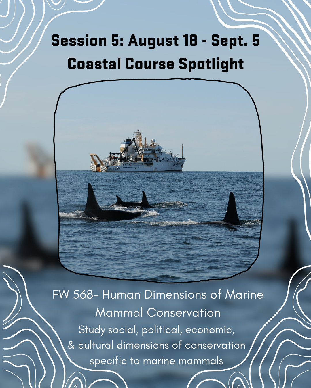 Killer whales swimming in front of vessel