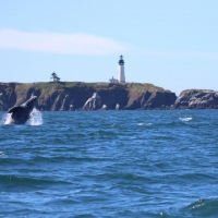 Gray whale breaches in the front of the Yaquina Lighthouse, Newport, OR, US