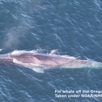 Fin whale