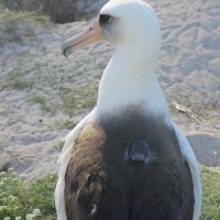 Albatross