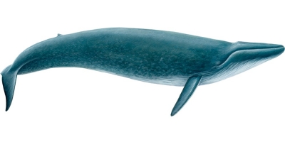 Blue Whale