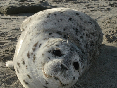 Adult Harbor Seal