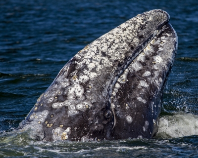 A western North Pacific gray whale spyhopping