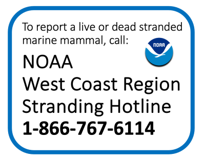 NOAA Stranding Hotline number