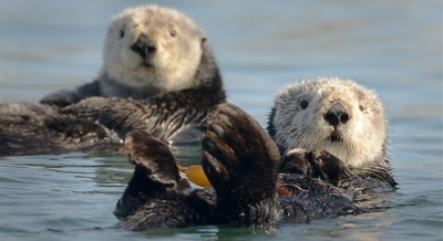 Sea Otters