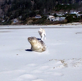 Dog running after seal