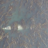 A gray whale feeding in kelp