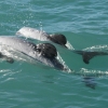 Dolphin pair swimming